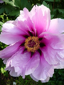 Flora pink blossom