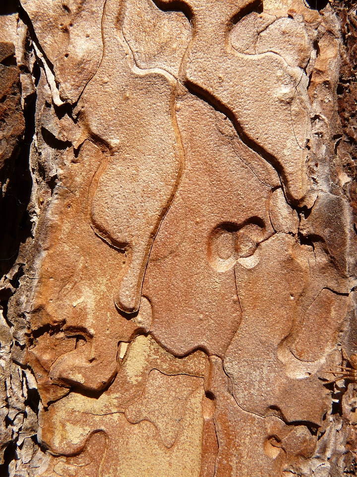 Tree wood grain