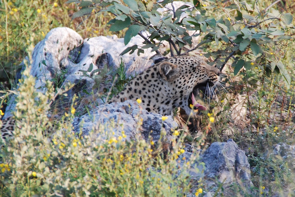 Wake up concerns animal