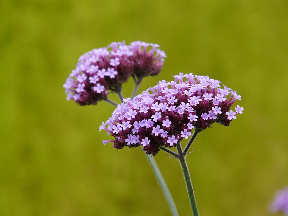 Bloom purple violet