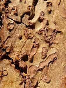 Tree wood grain photo
