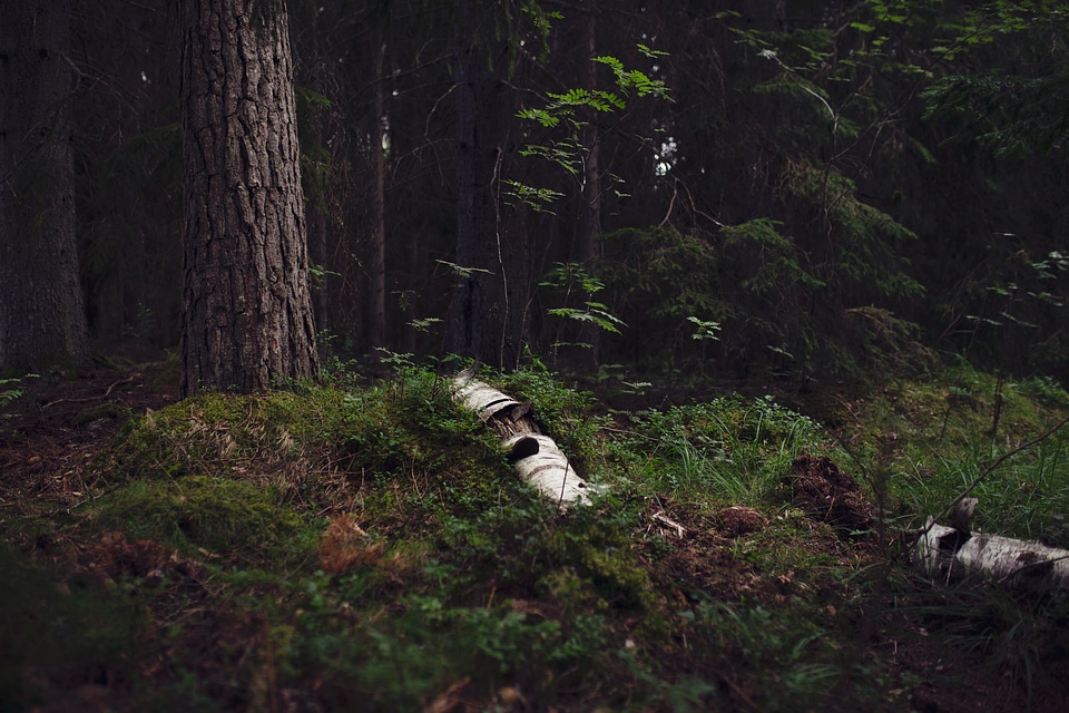 Royalty free photo of a dark forest view.