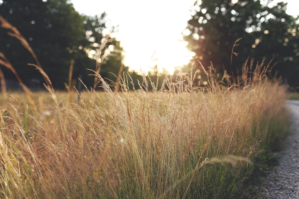 Free photo of sunset in the field all over again.