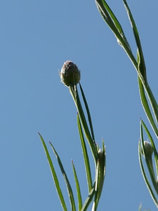 Stalk plant herb