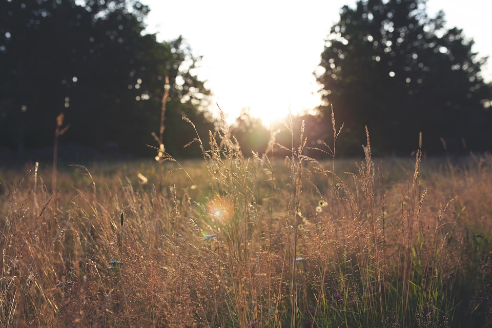Sun sets in a field in Småland, Sweden