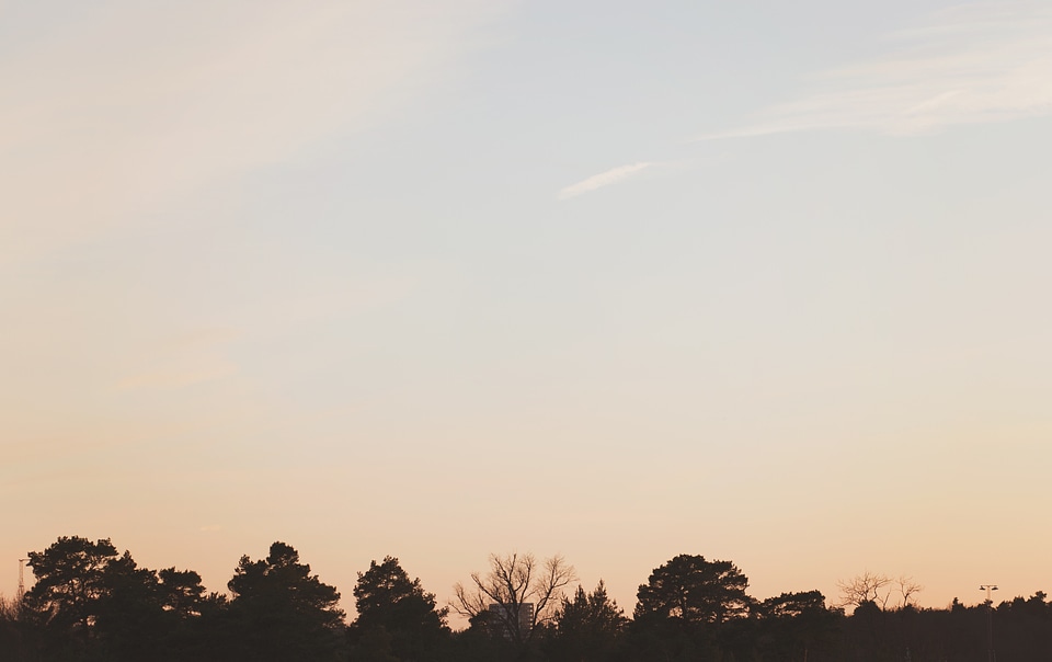Treetops meets an evening sky