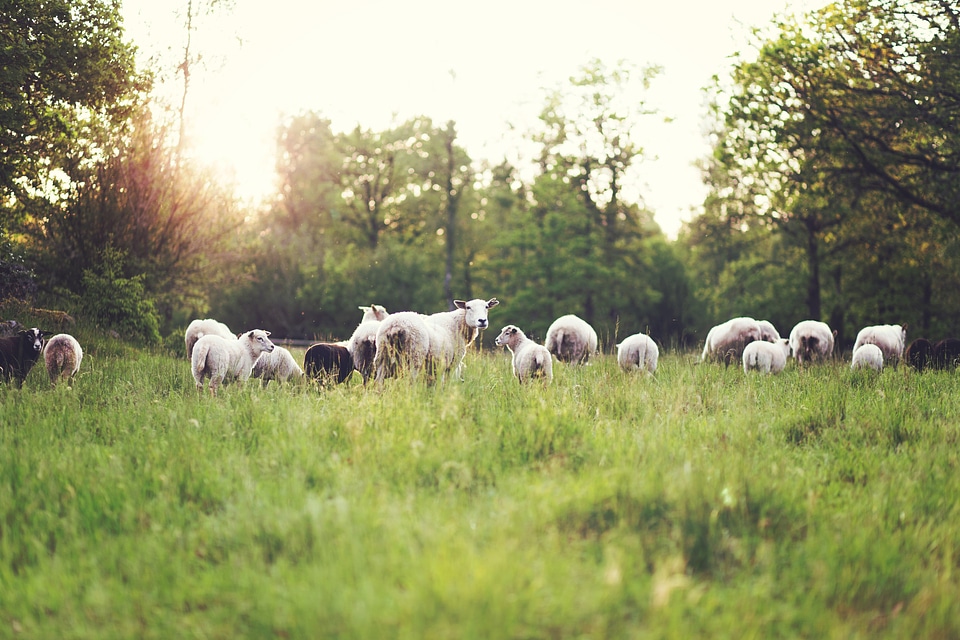 Some sheeps roaming around, eating grass, as it should be