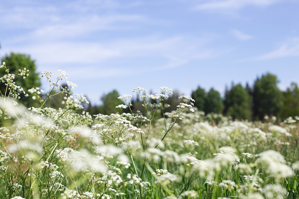 White summer flowers