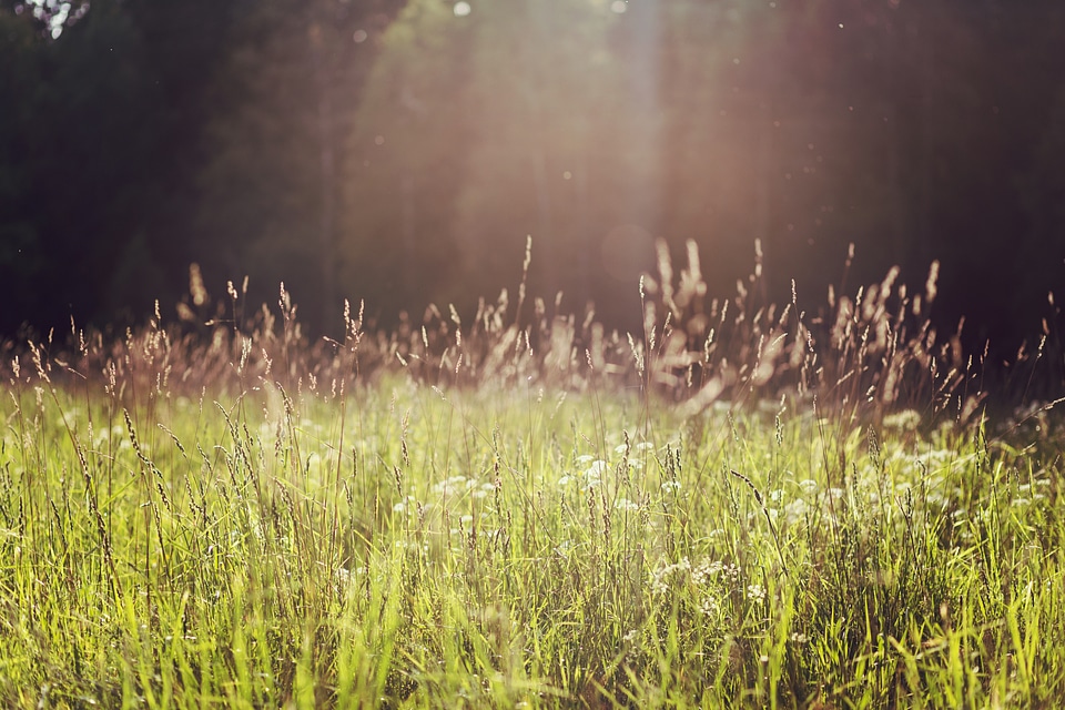 Grass field in the summer. Photo taken in Sweden