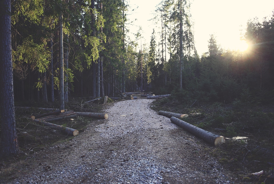 Picture taken in the woods, chopped trees