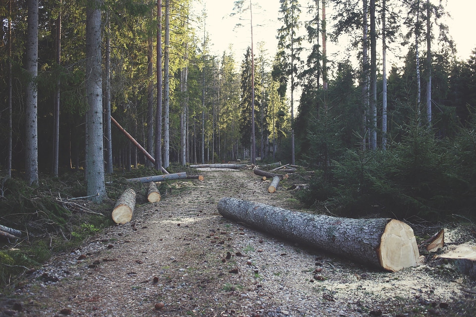 Image of trees taken down