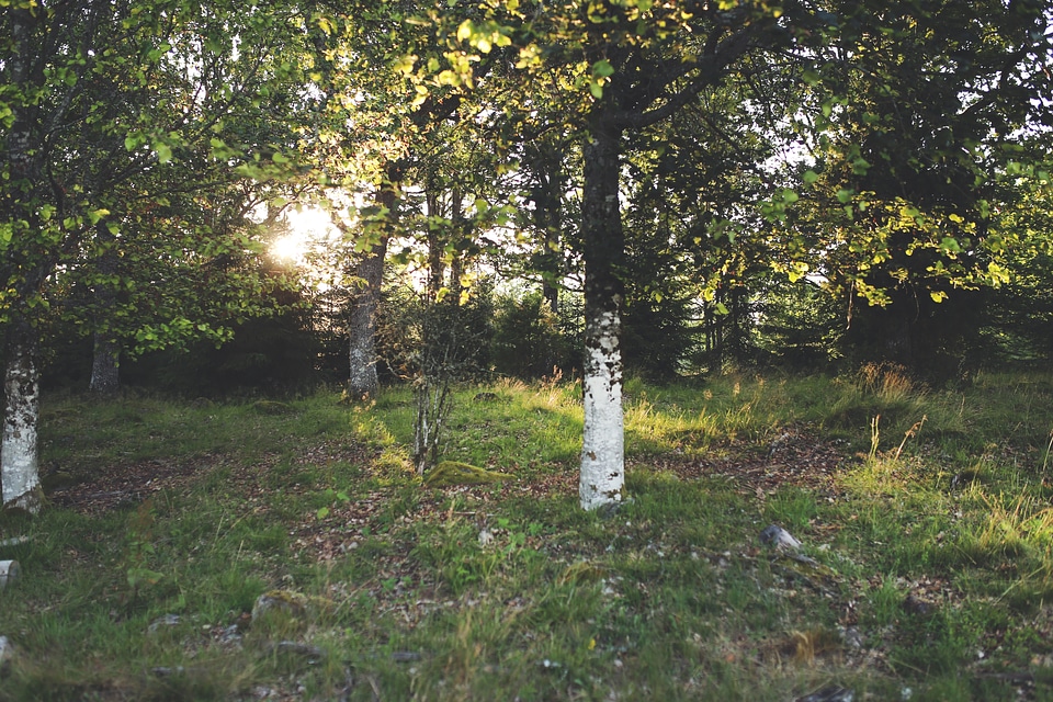 Summer forest, Småland Sweden