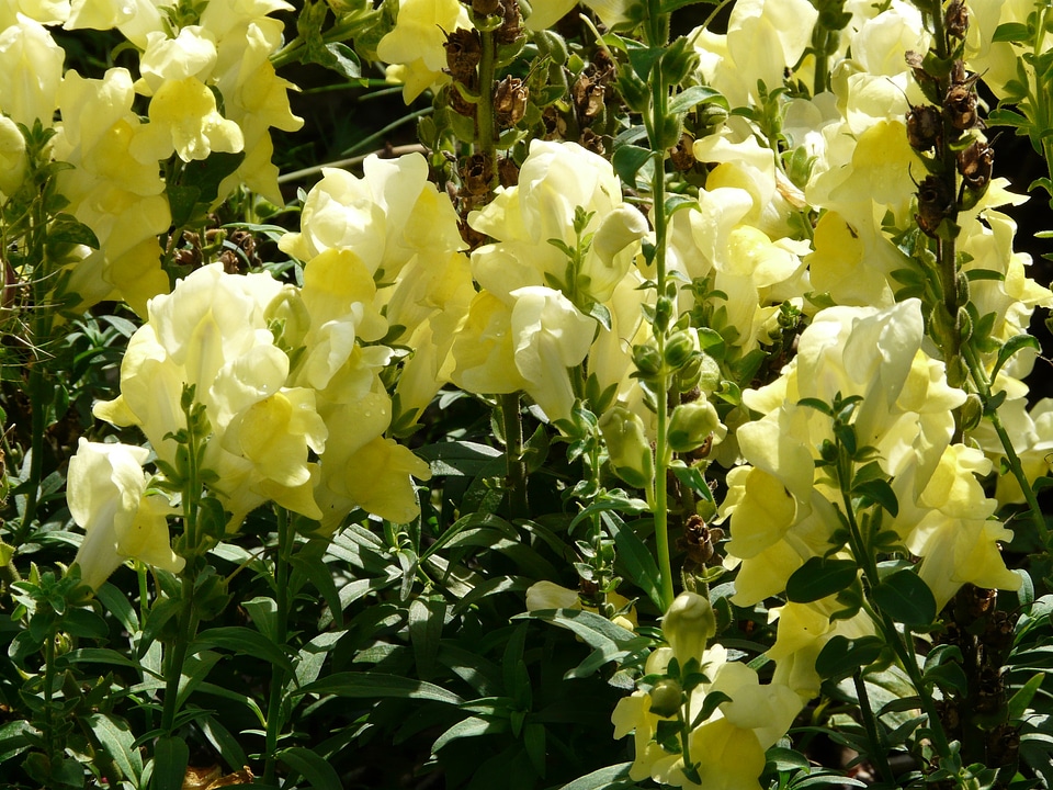 Bloom flower yellow