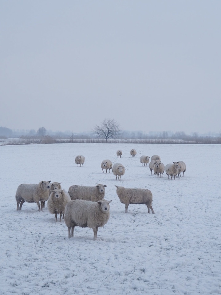 Animal flock mammal