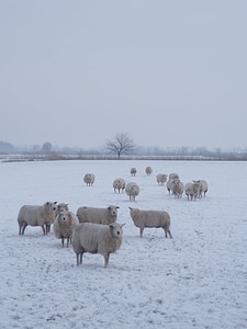 Animal flock mammal