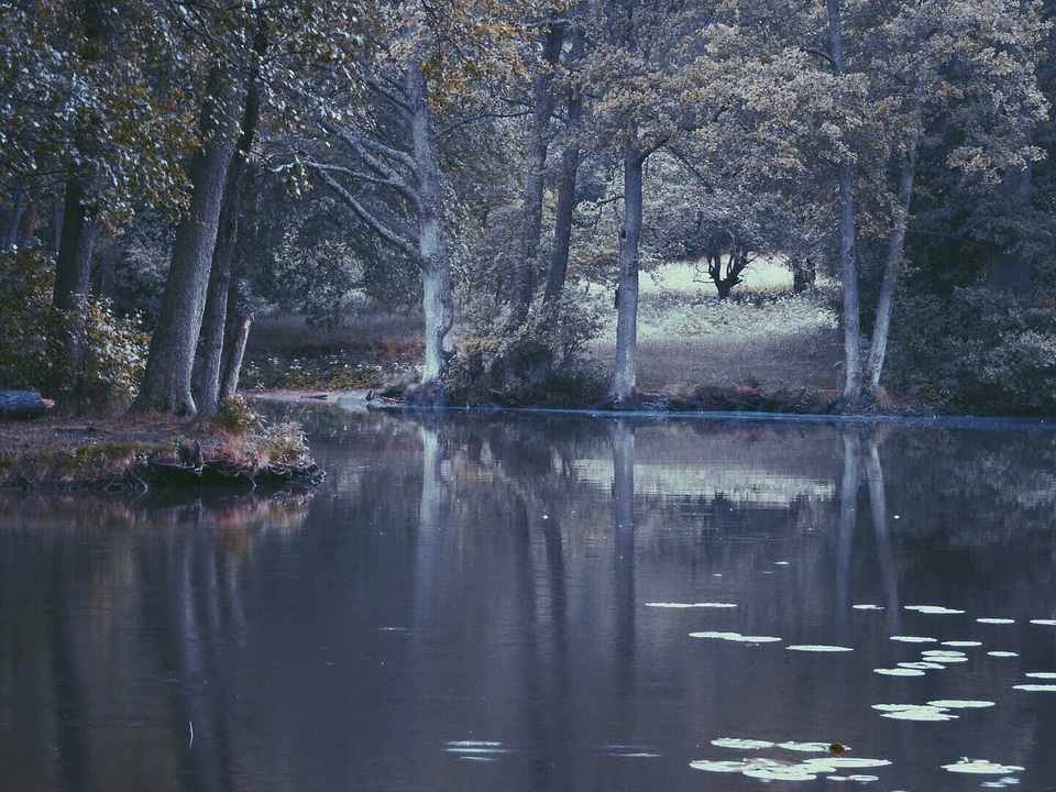 Forest land lily pads