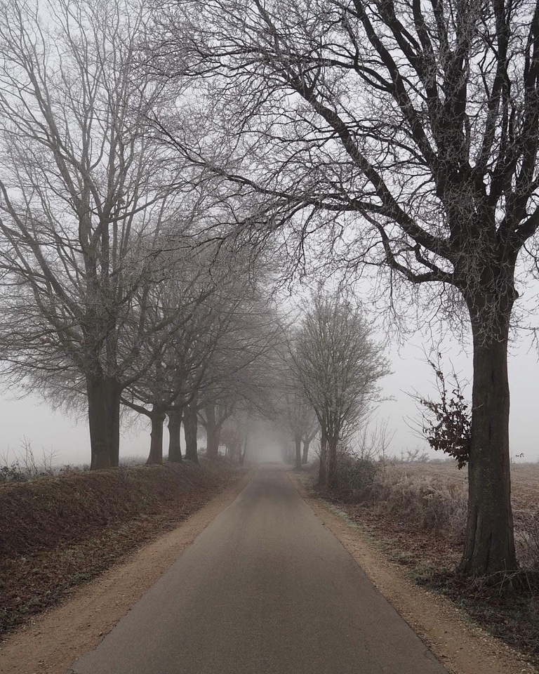 Fog mist nature
