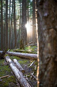 Flare forest ground photo