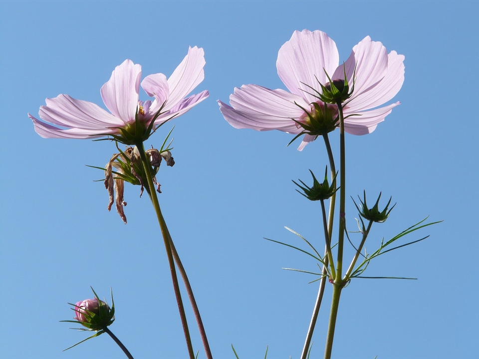 Bloom light pink translucent