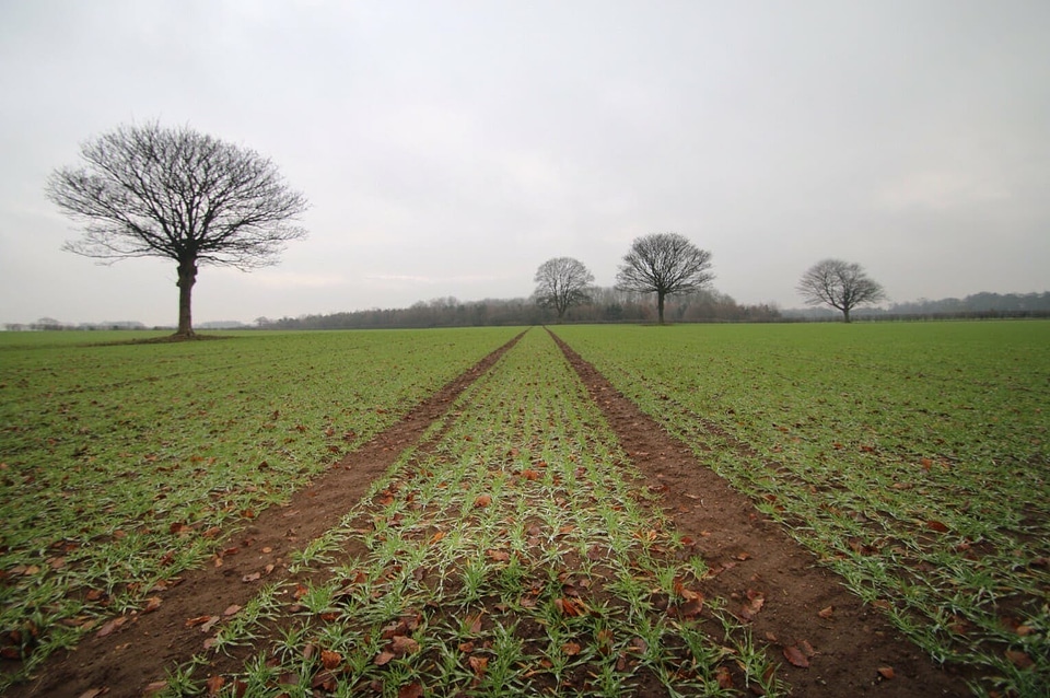 Crops farm farmland