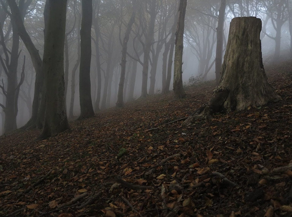 Alone dead trees fog