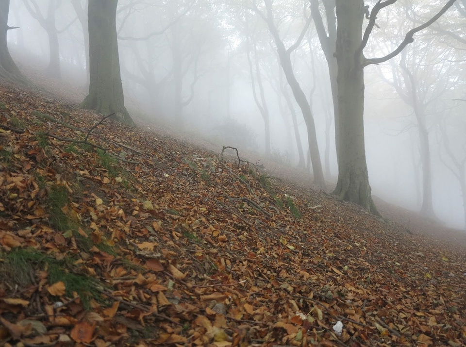Alone dead trees fog