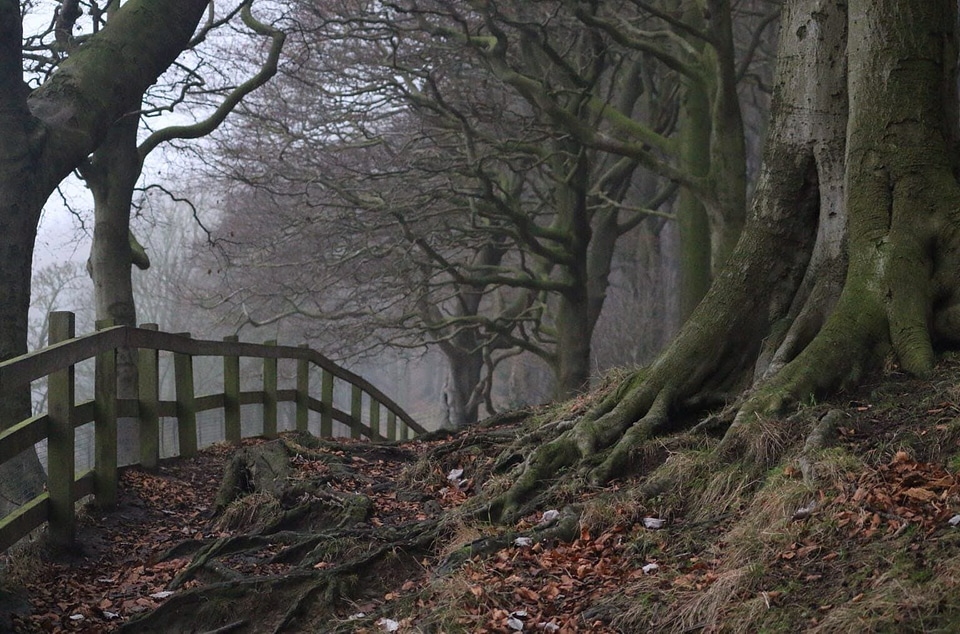 Alone banister dead trees