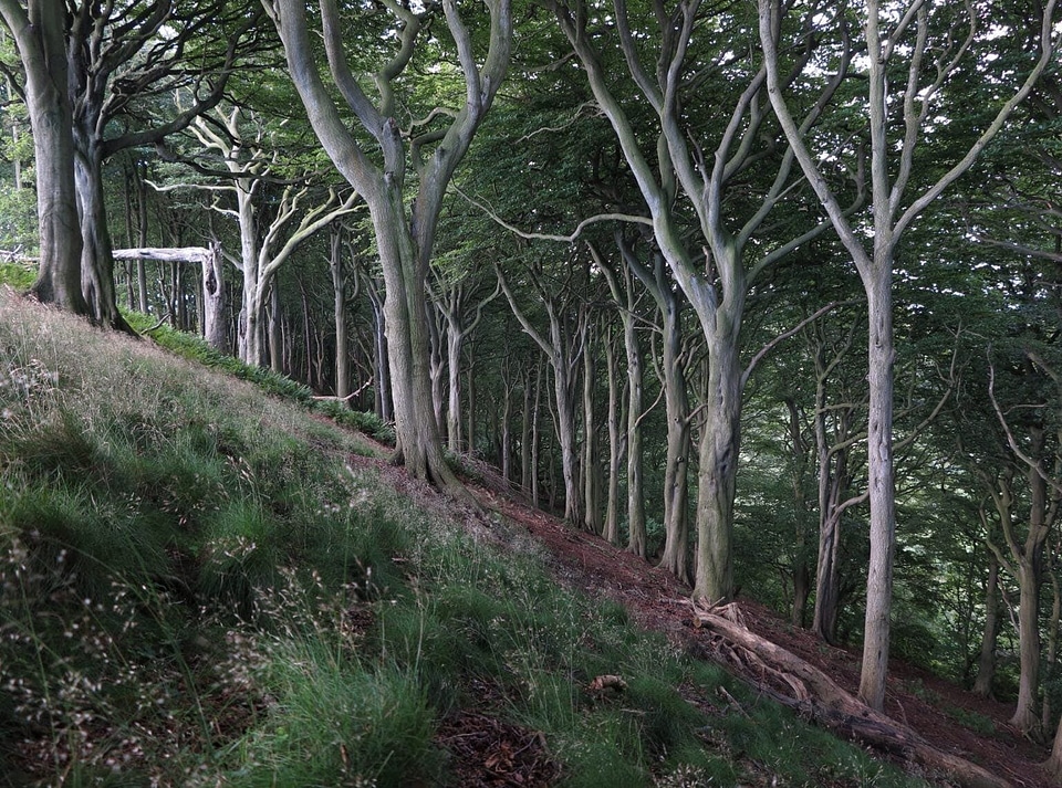 Forest green ground