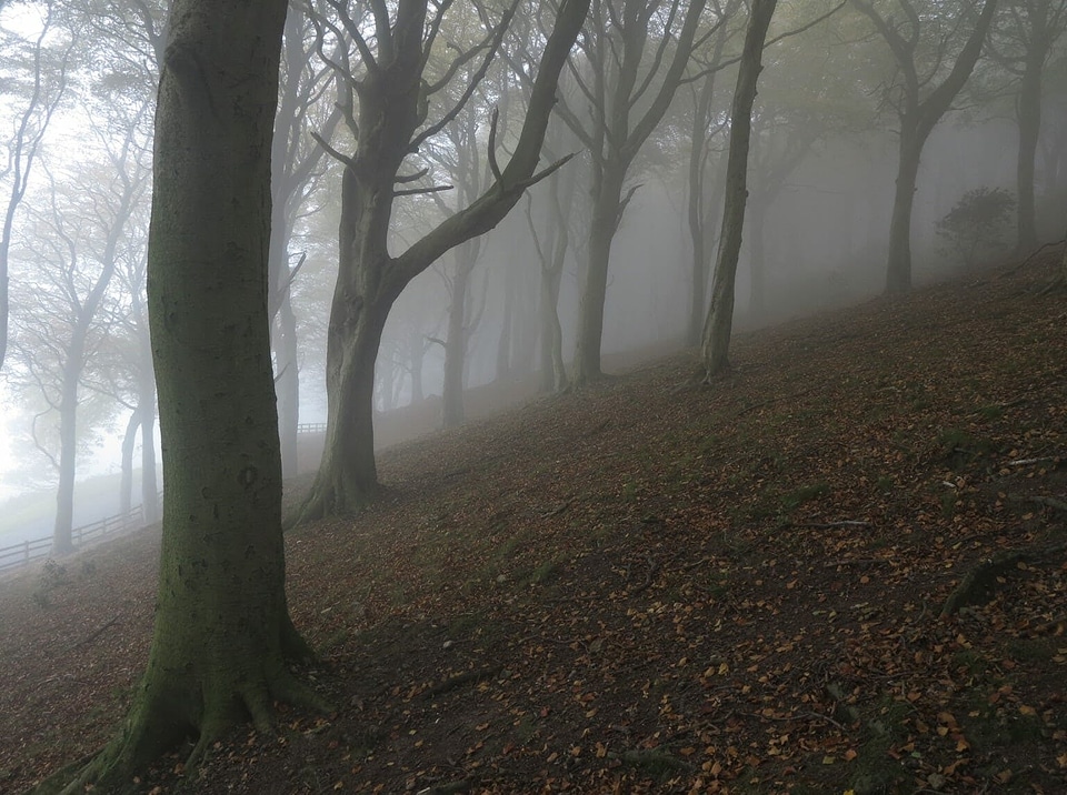 Alone dead trees fog