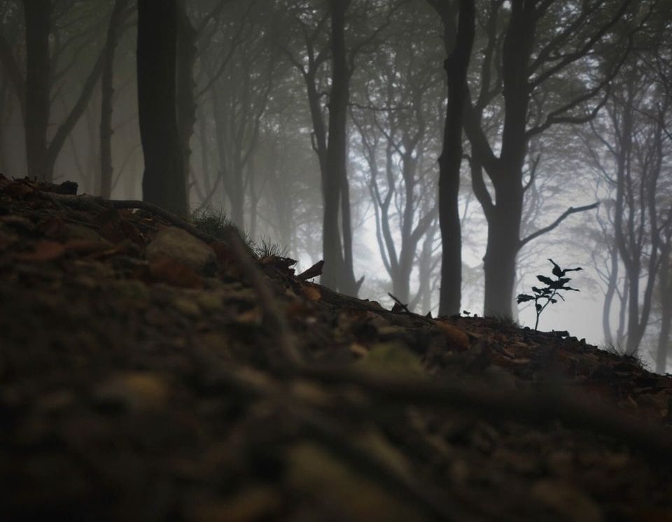 Alone dead trees fog
