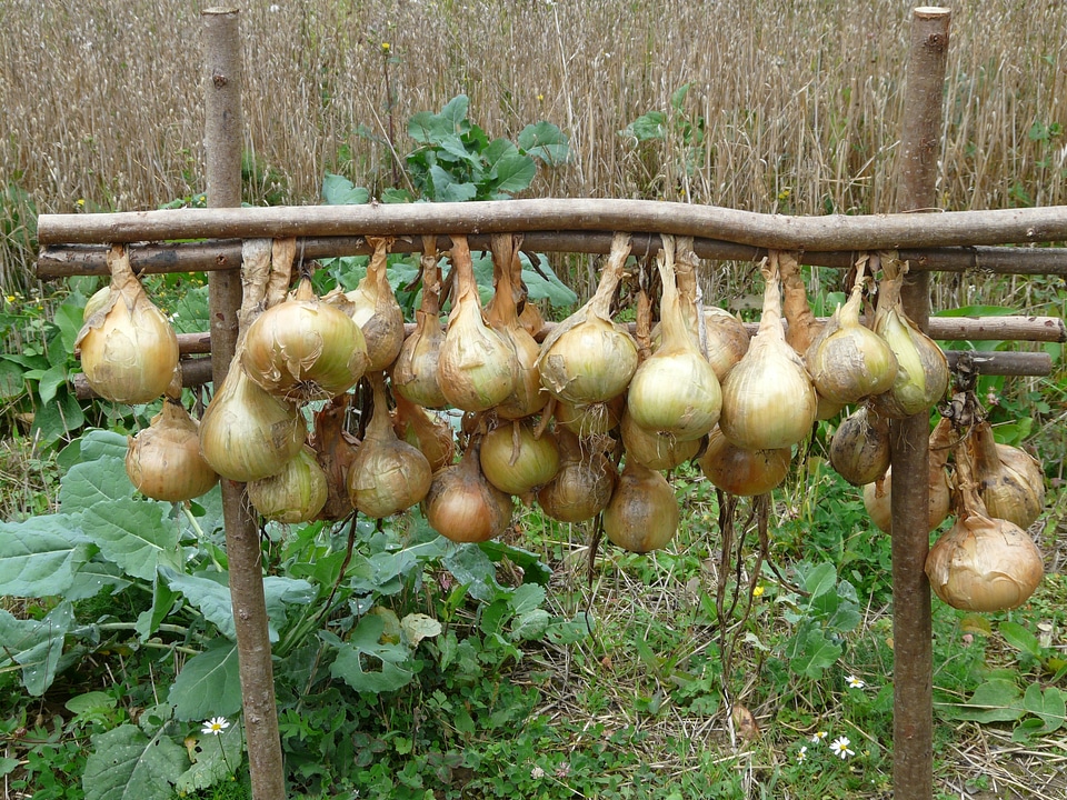Gartenzwiebel sommerzwiebel house onion