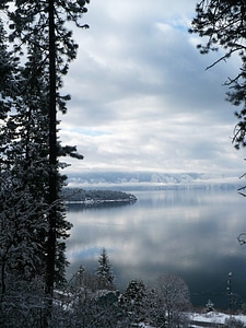 Abies conifer fir photo