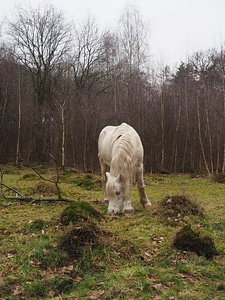Animal cattle colt horse photo