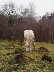 Animal cattle colt horse