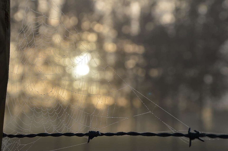 Barbed Wire bokeh depth