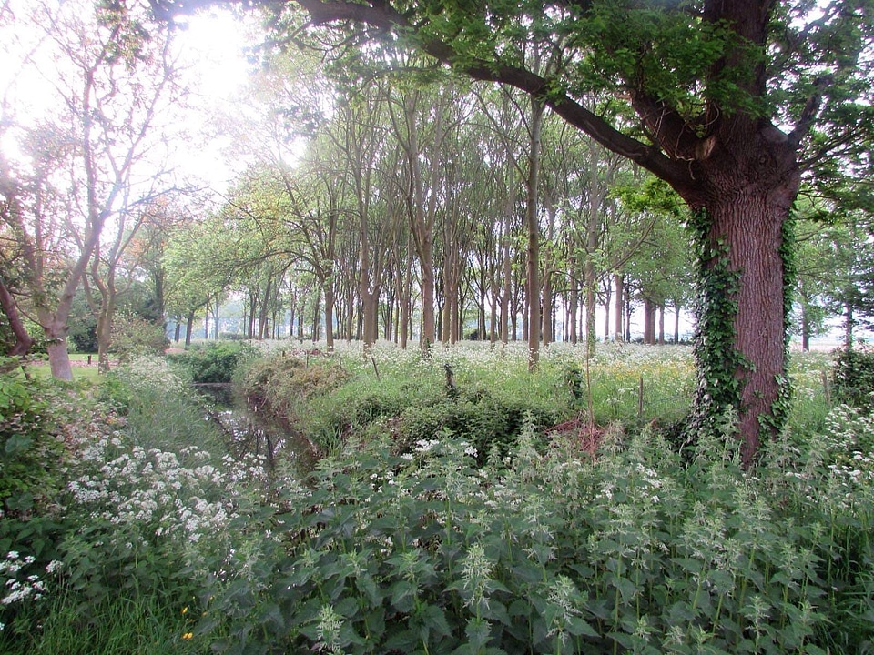 Arbour bushes garden