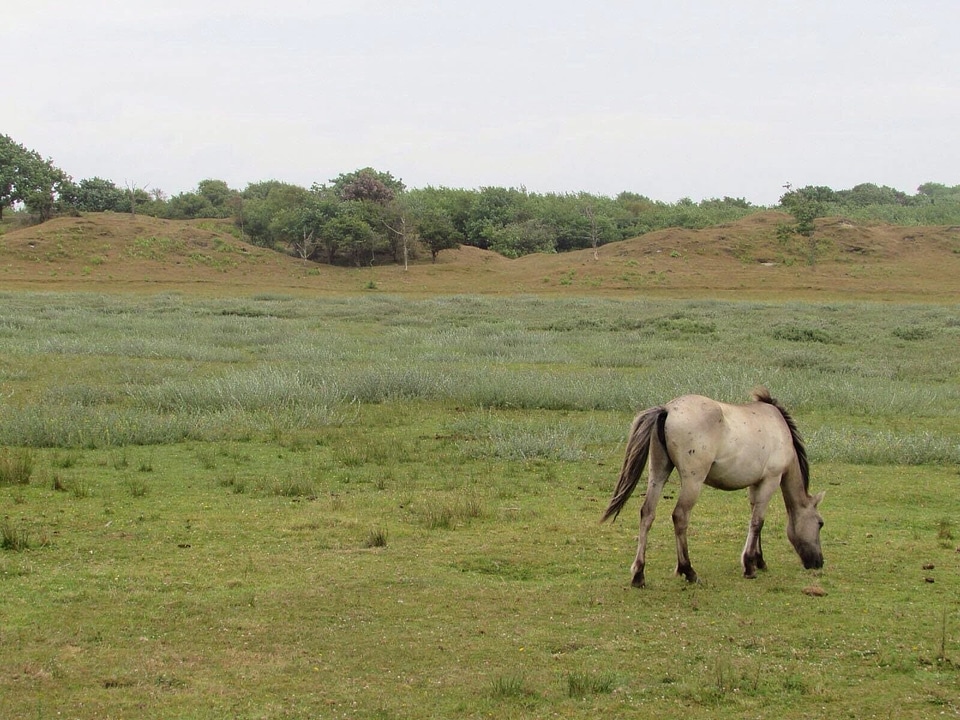 Animal countryside farm photo