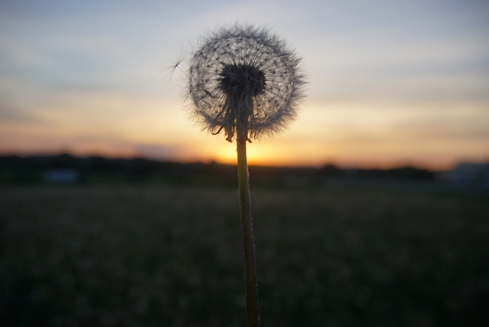 Blossom dandelion flower