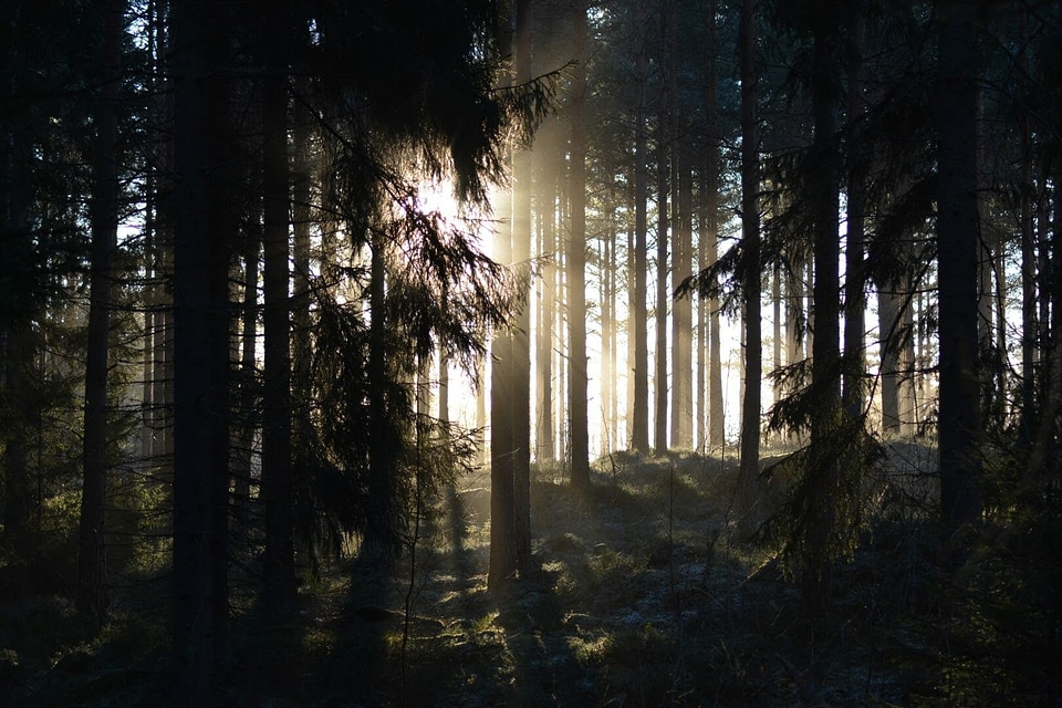 Daybreak flare forest