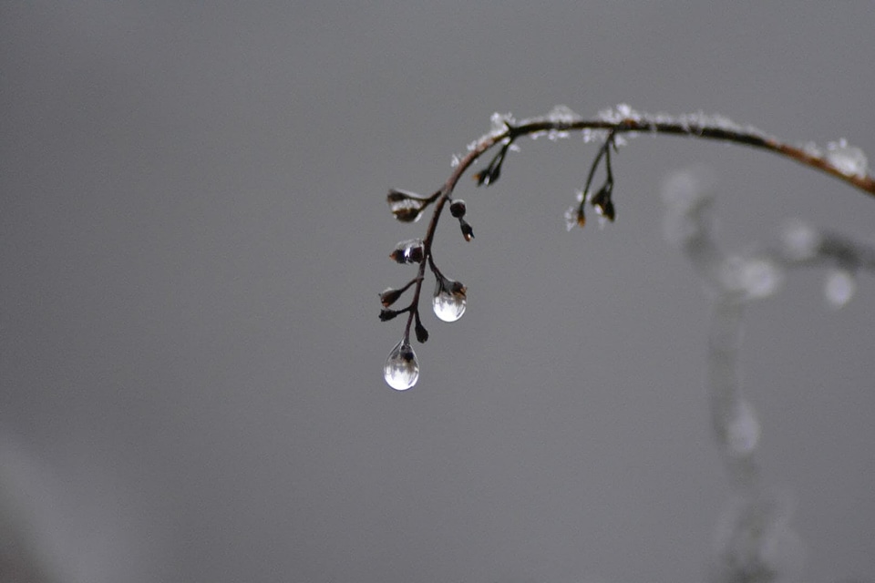 Branch depth dew photo