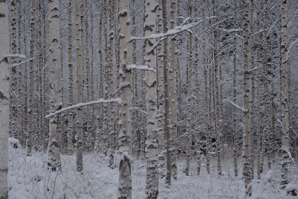 Aspen Trees birch cold