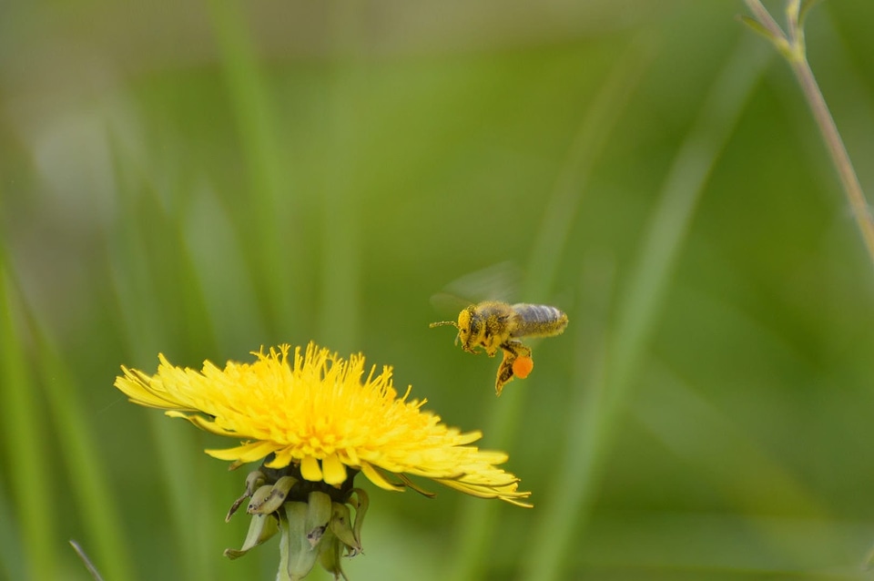 Animal apidae bee photo