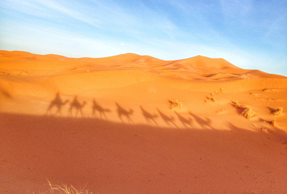 Camels day desert photo