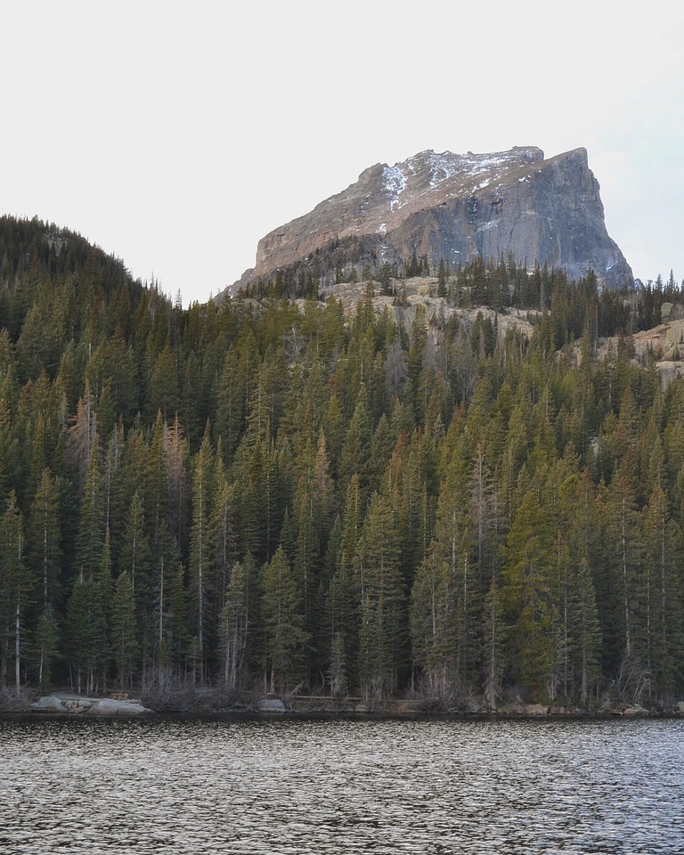 Abies conifer fir photo