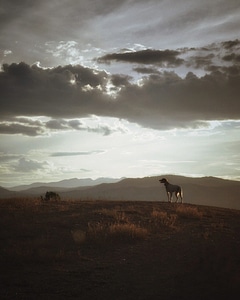 Animal antelope clouds