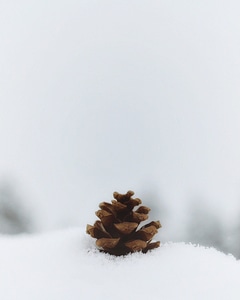 Abies brown conifer