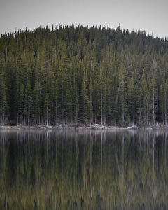 Abies conifer fir