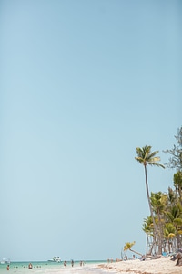Arecaceae beach blue photo