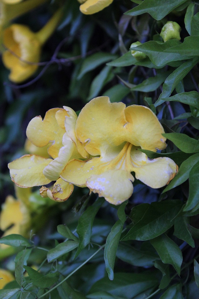 Acanthaceae blossom flower
