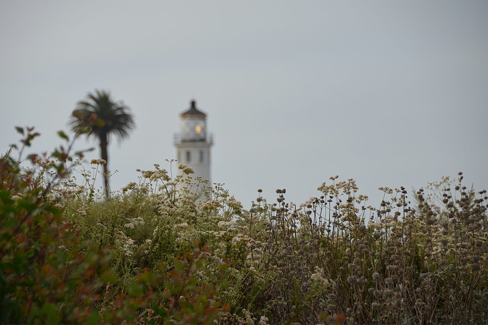Animal architecture beacon